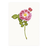 Cc Roses 05 (Print Only) thumbnail