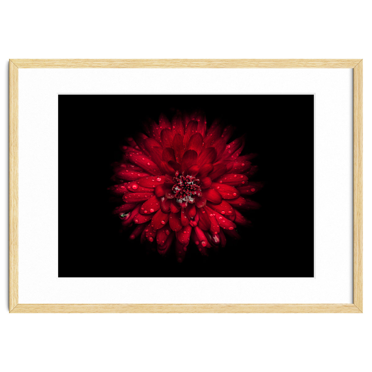 Backyard Flowers 45 Color Version