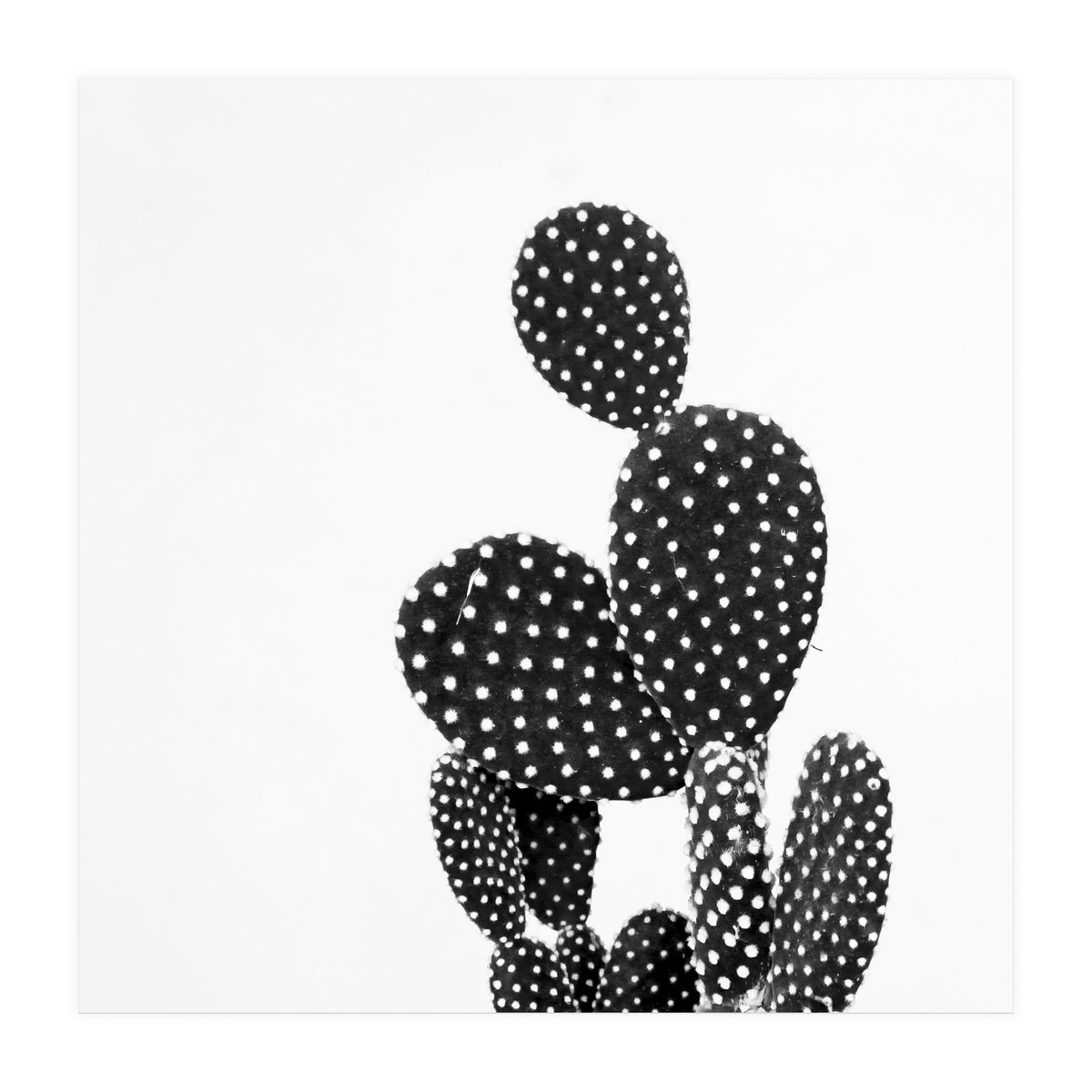 Cactus nature (Print Only)