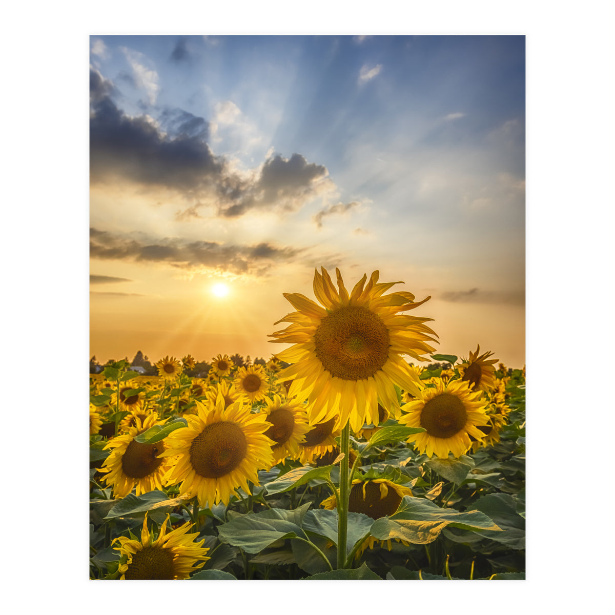Sunflower field at sunset  (Print Only)