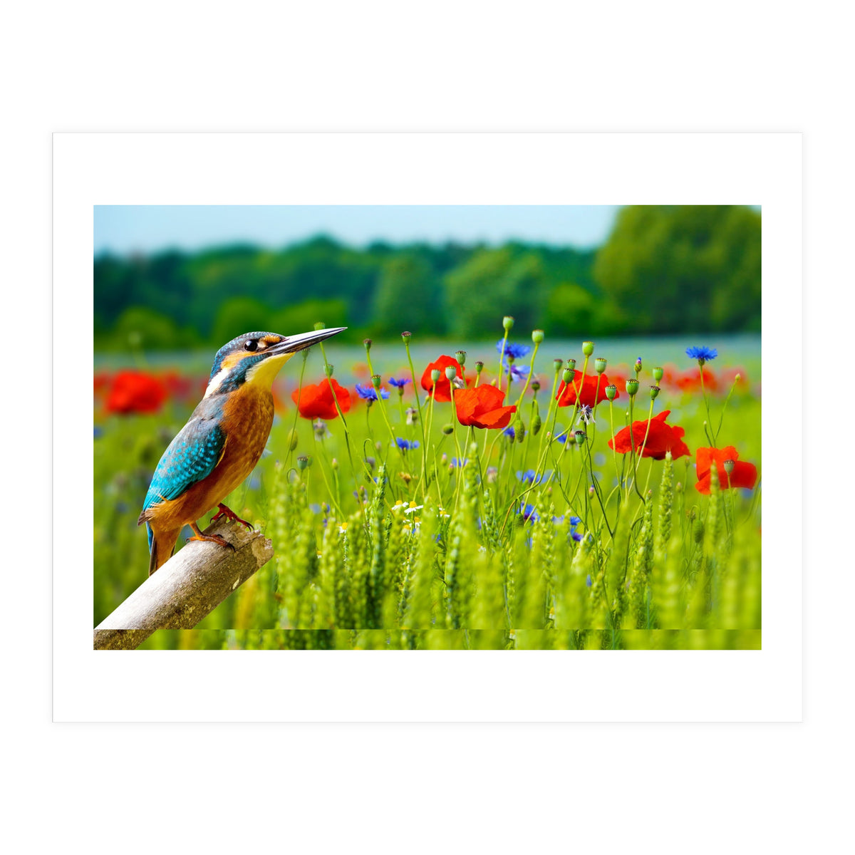 Bird and flower (Print Only)