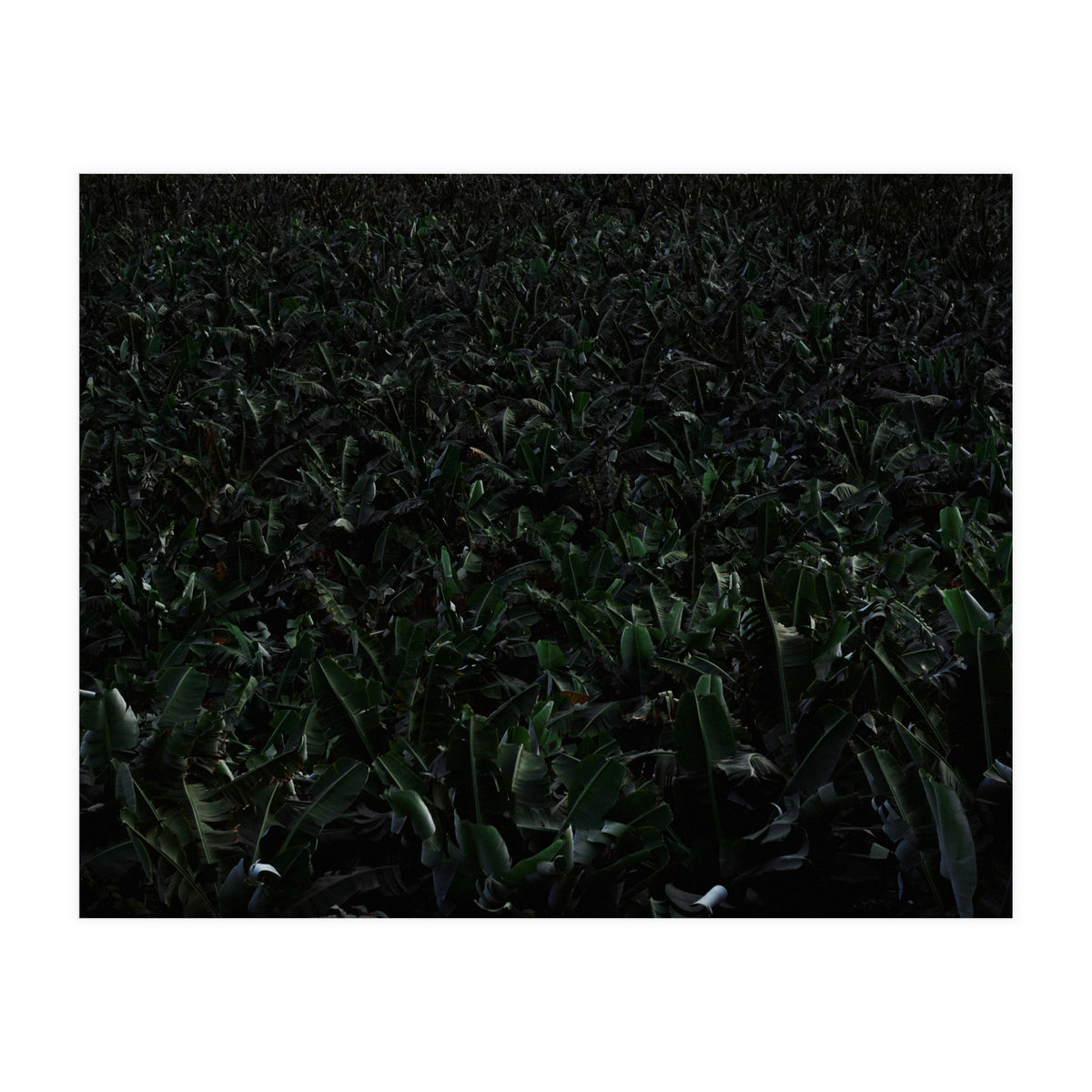 Obscurity (Print Only)