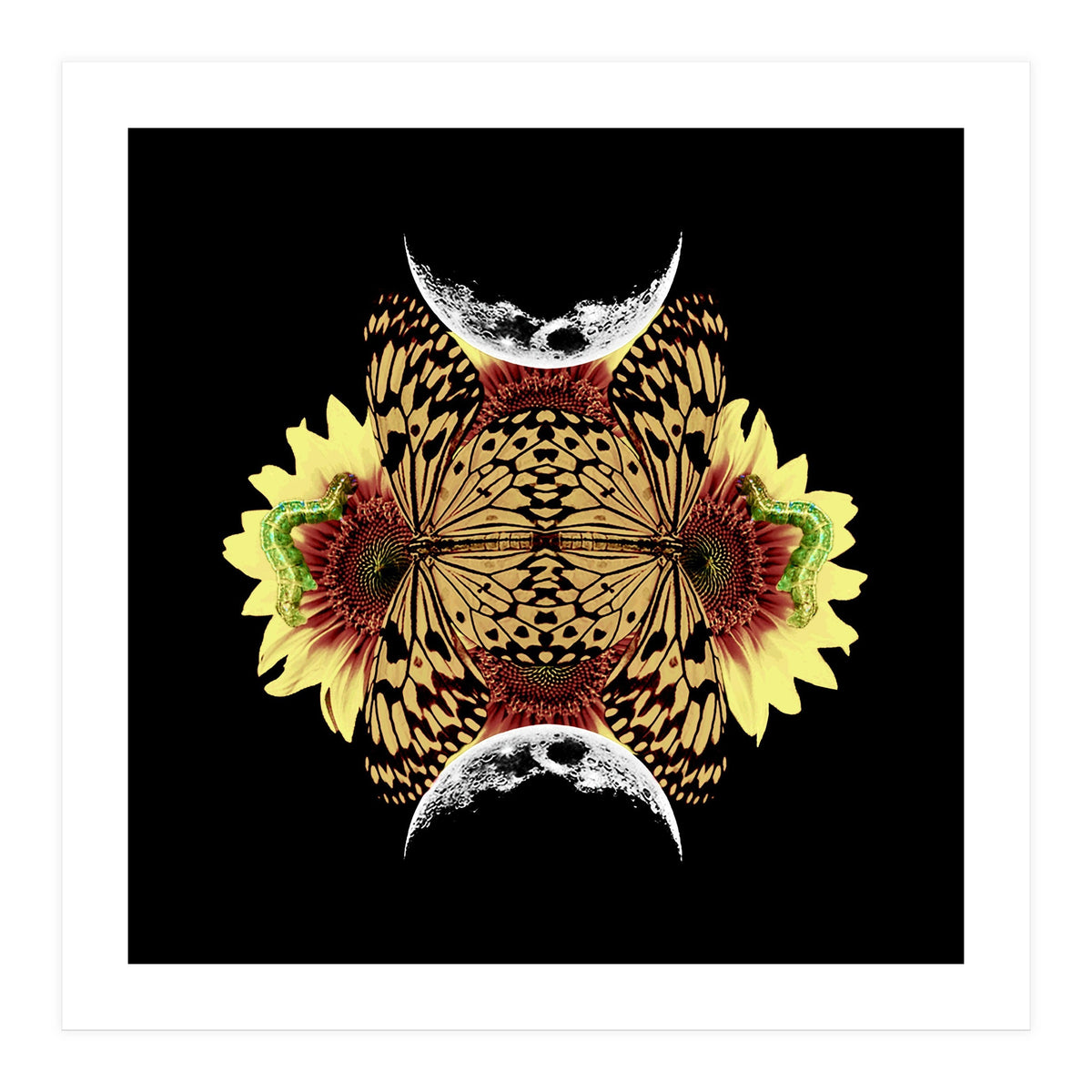 Metamorphosis (Print Only)