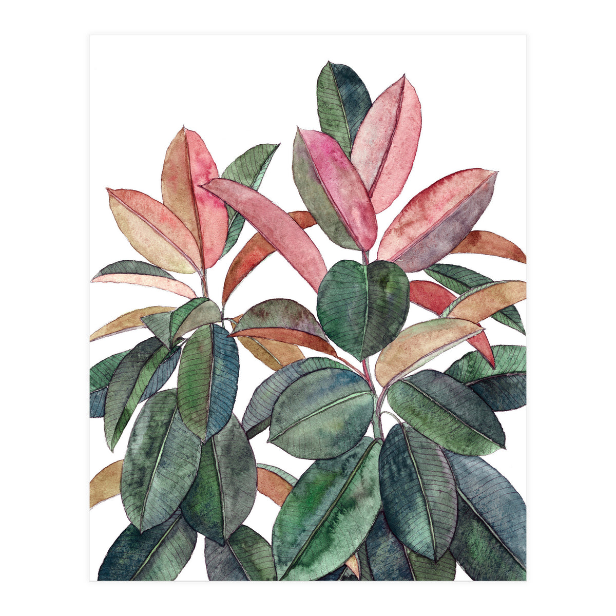 Rubber Plant (Print Only)