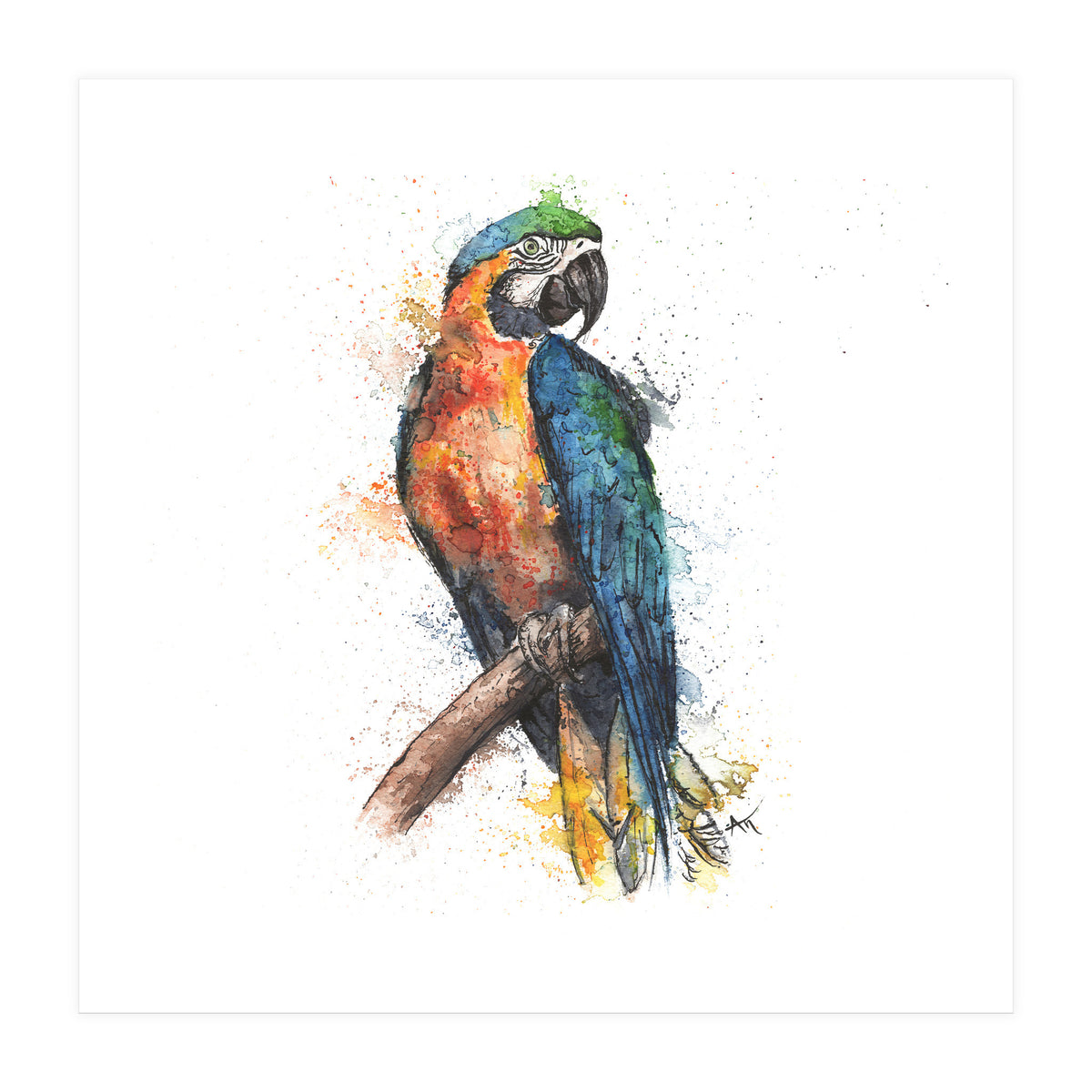 Parrot - Wildlife Collection (Print Only)