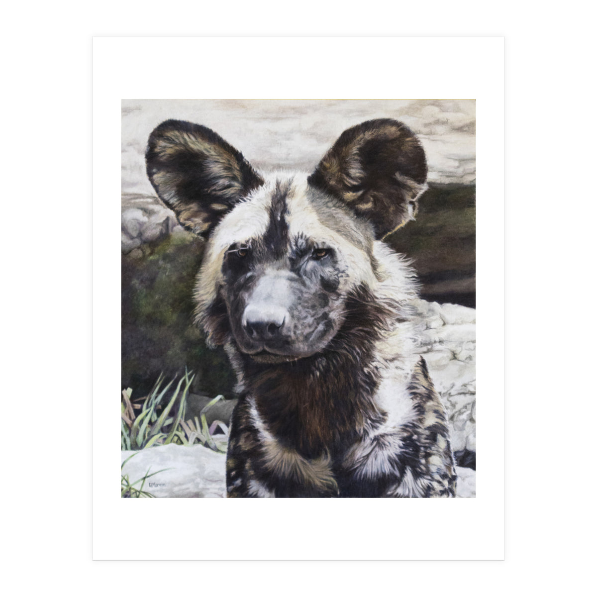African Painted Dog II (Print Only)