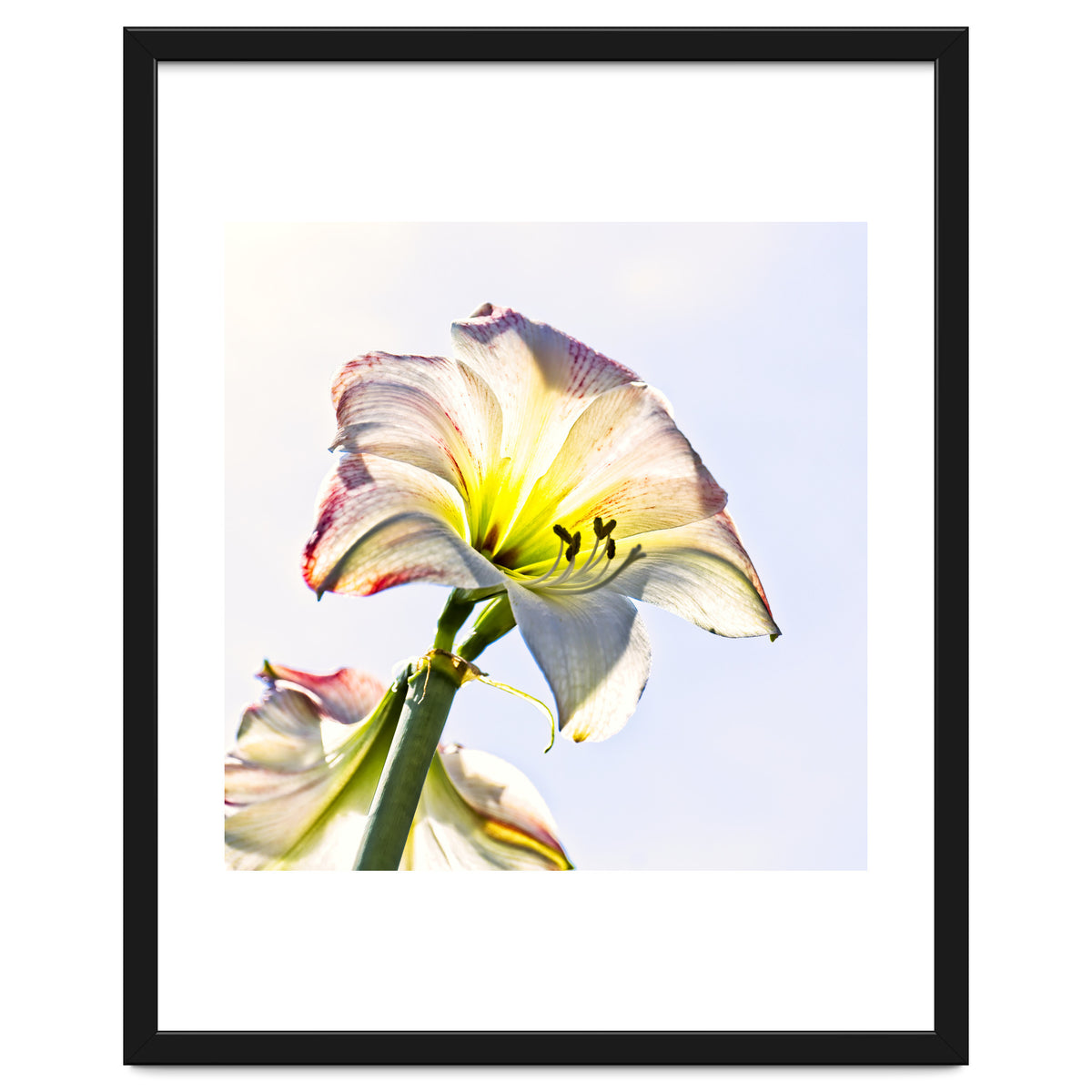 Amaryllis 2