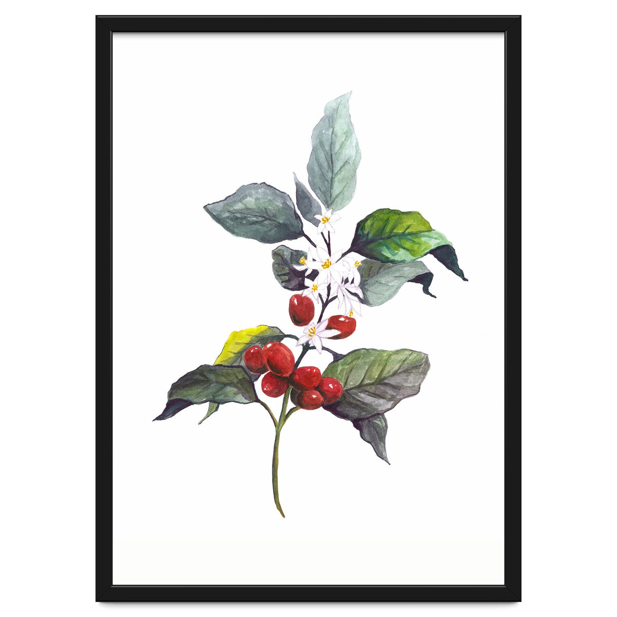 1 Botanical Illustration Kaffee Pflanze
