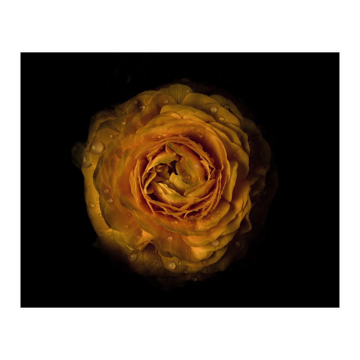 Backyard Flowers No 73 Color Version (Print Only)