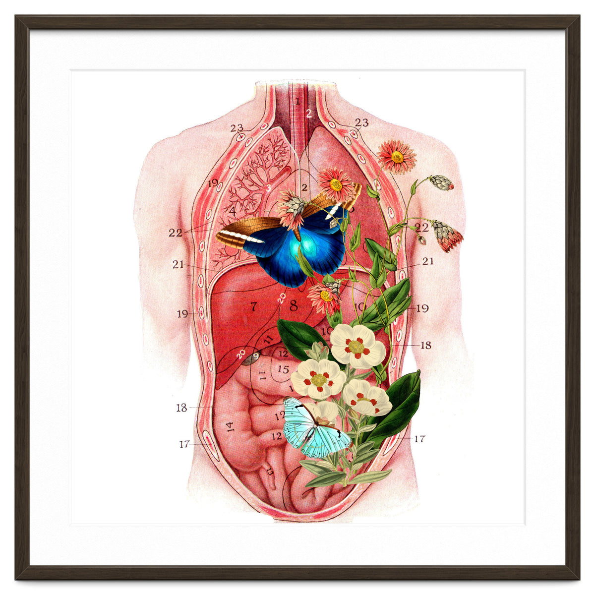 Butterflys In The Belly Makes Flower Grows