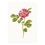 Cc Roses 06 (Print Only) thumbnail