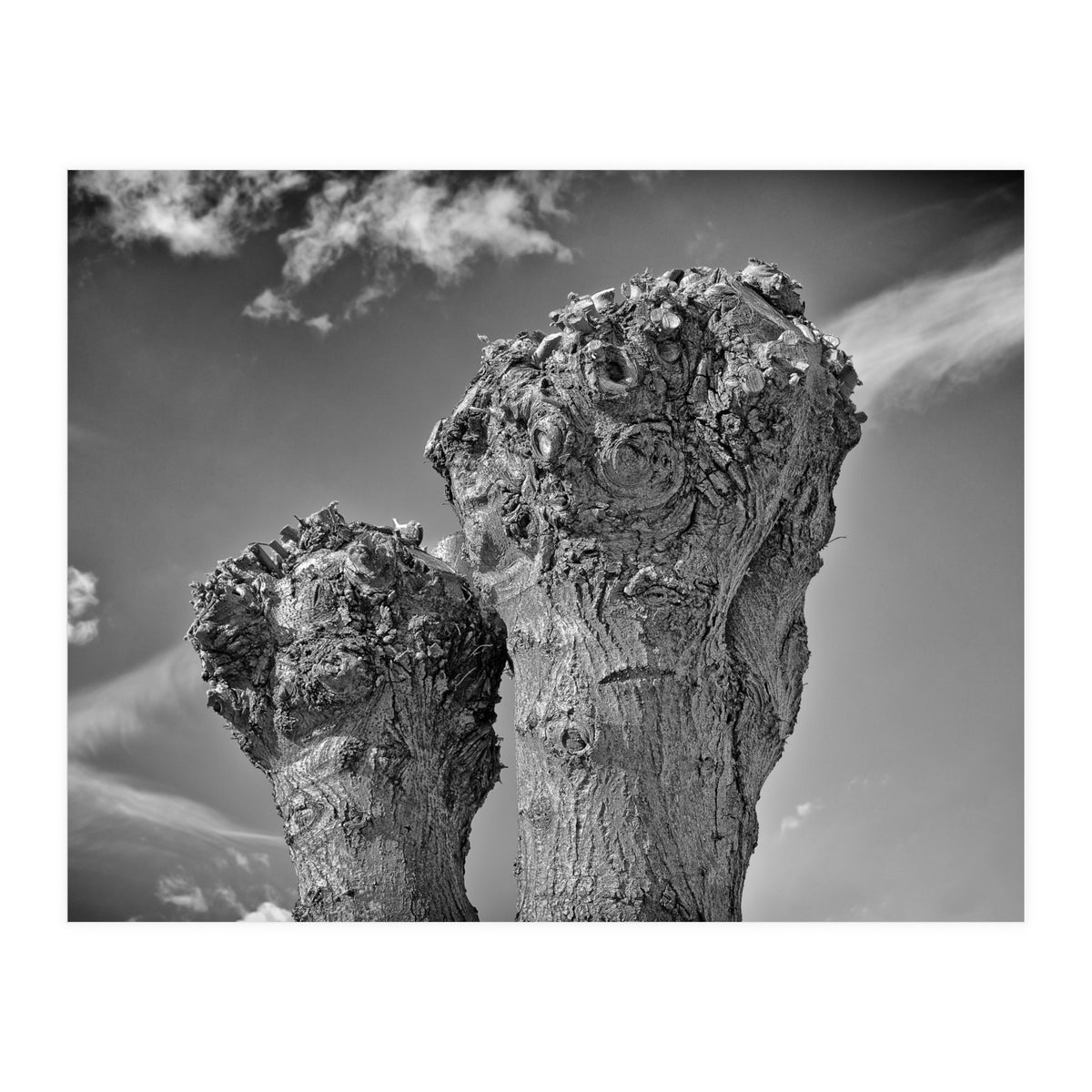 Cut down 2 (Print Only)