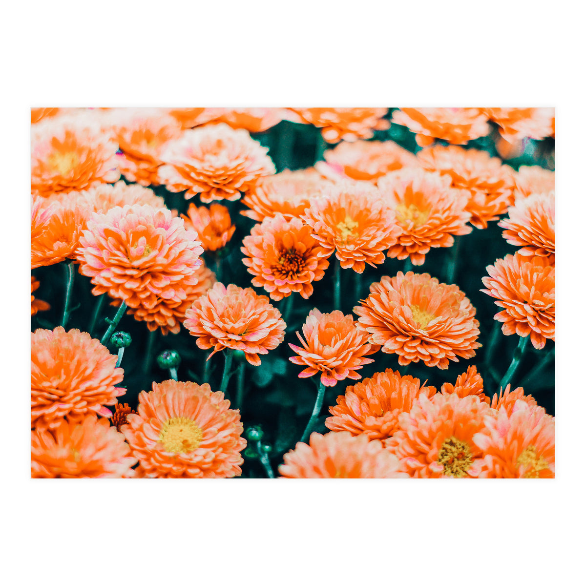 February (Print Only)