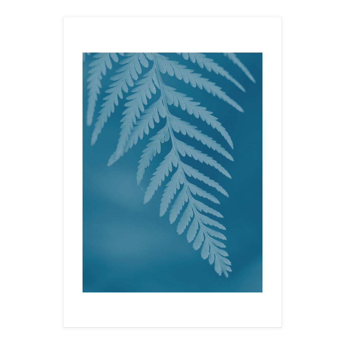 Pteridopsida 2 (Print Only)