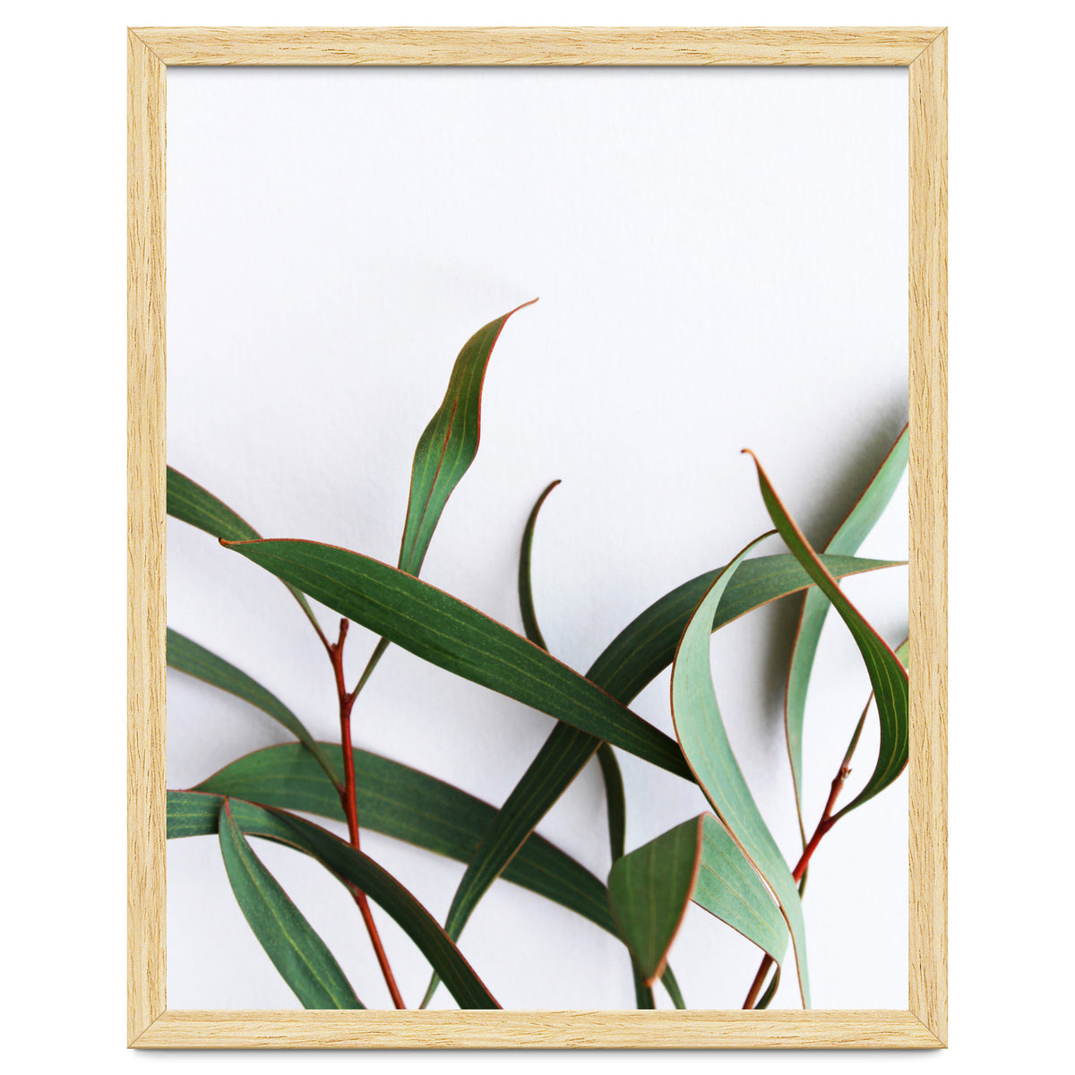 Green Eucalyptus leaves