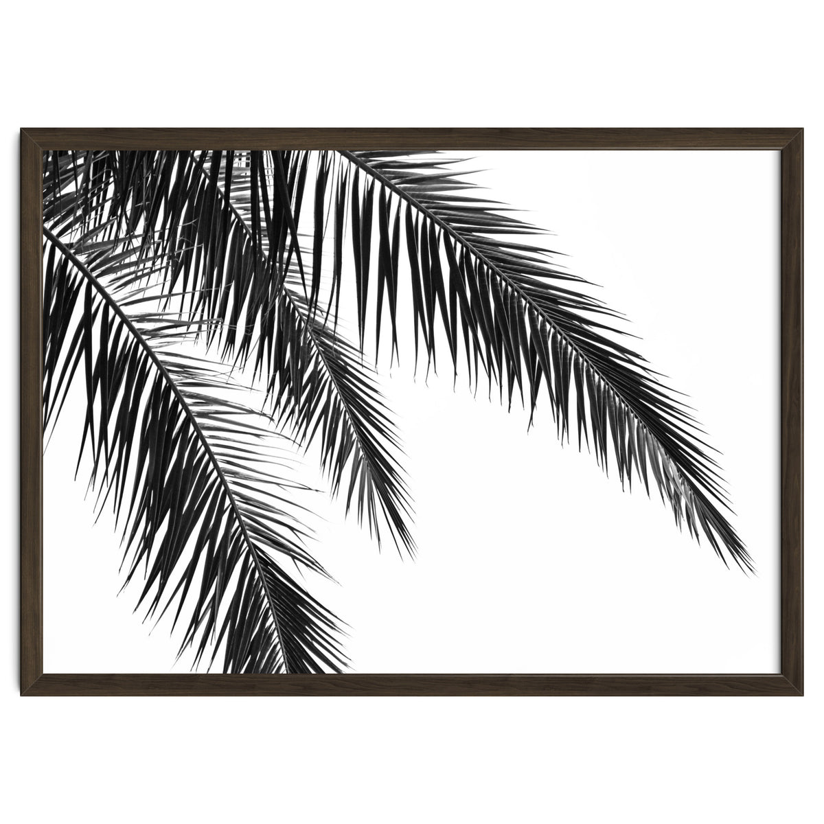 Palm Leaves