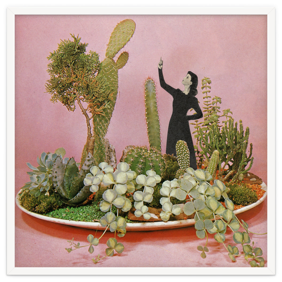 The Wonders Of Cactus Island