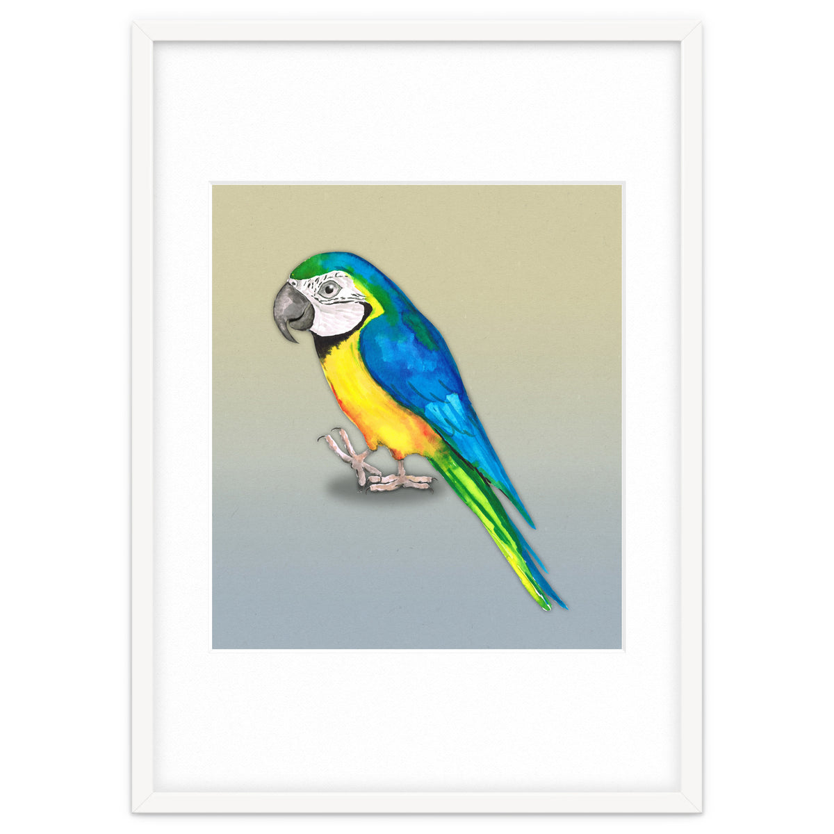 Blue and yellow macaw