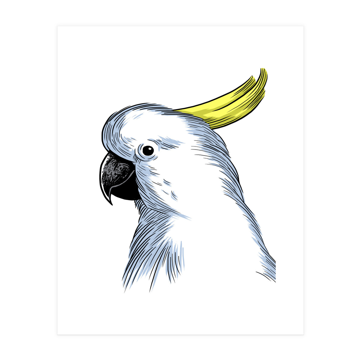 Skecth Macaw (Print Only)
