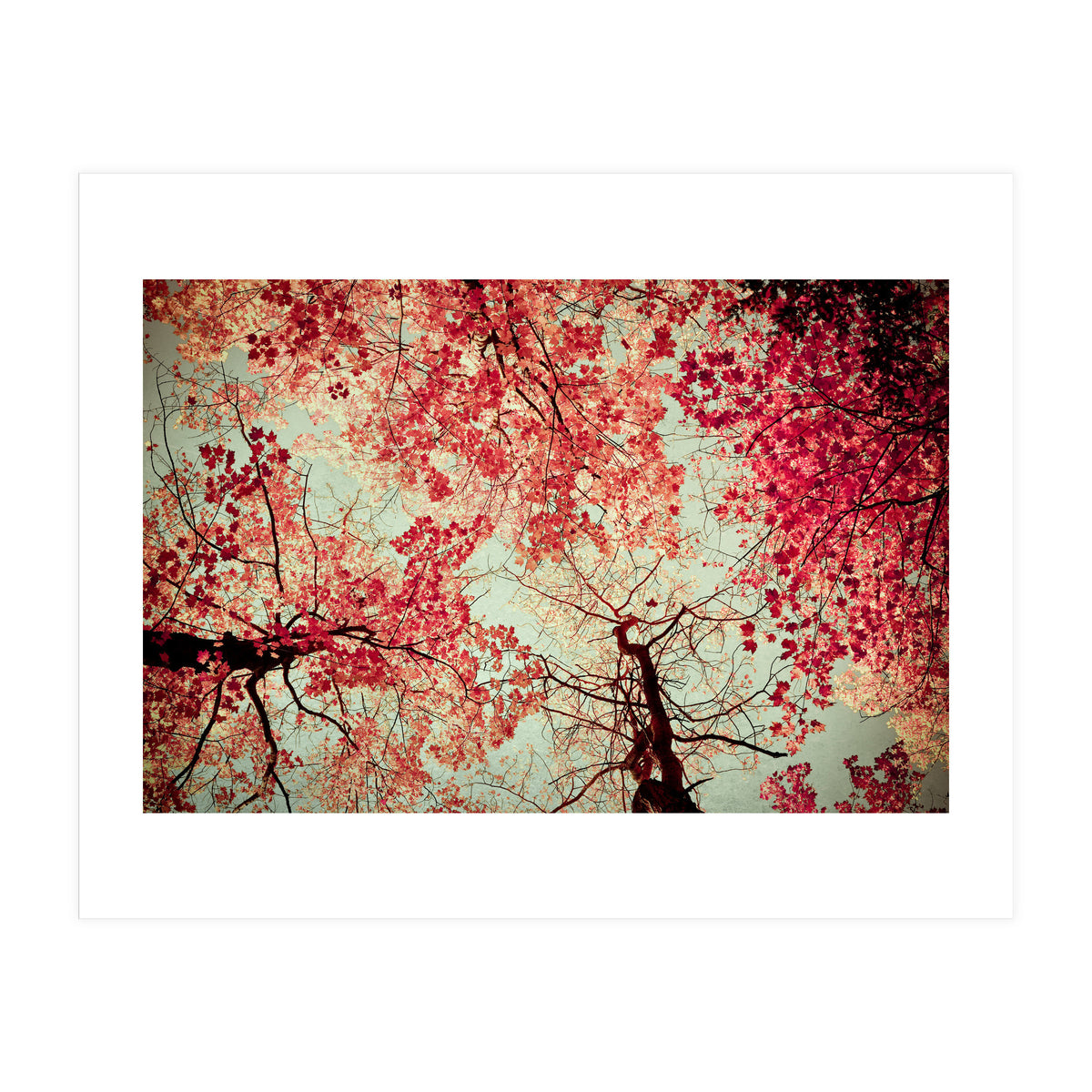 Scarlet (Print Only)