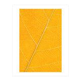 Autumn Leaf (Print Only) thumbnail