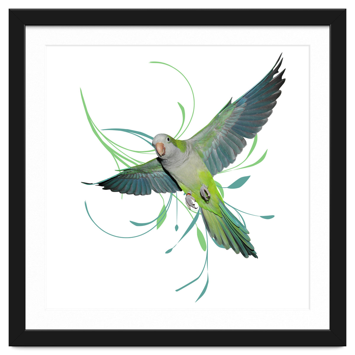 Flying quaker parrot