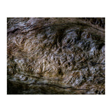 Burlwood pattern in tree  (Print Only) thumbnail