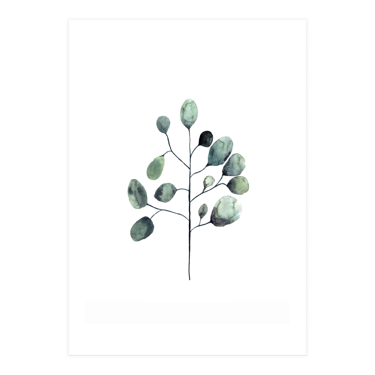 Botanical Illustration Eukalyptus (Print Only)