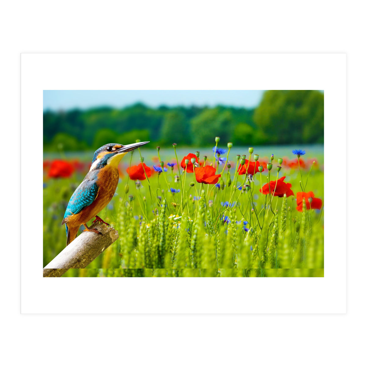 Bird and flower (Print Only)