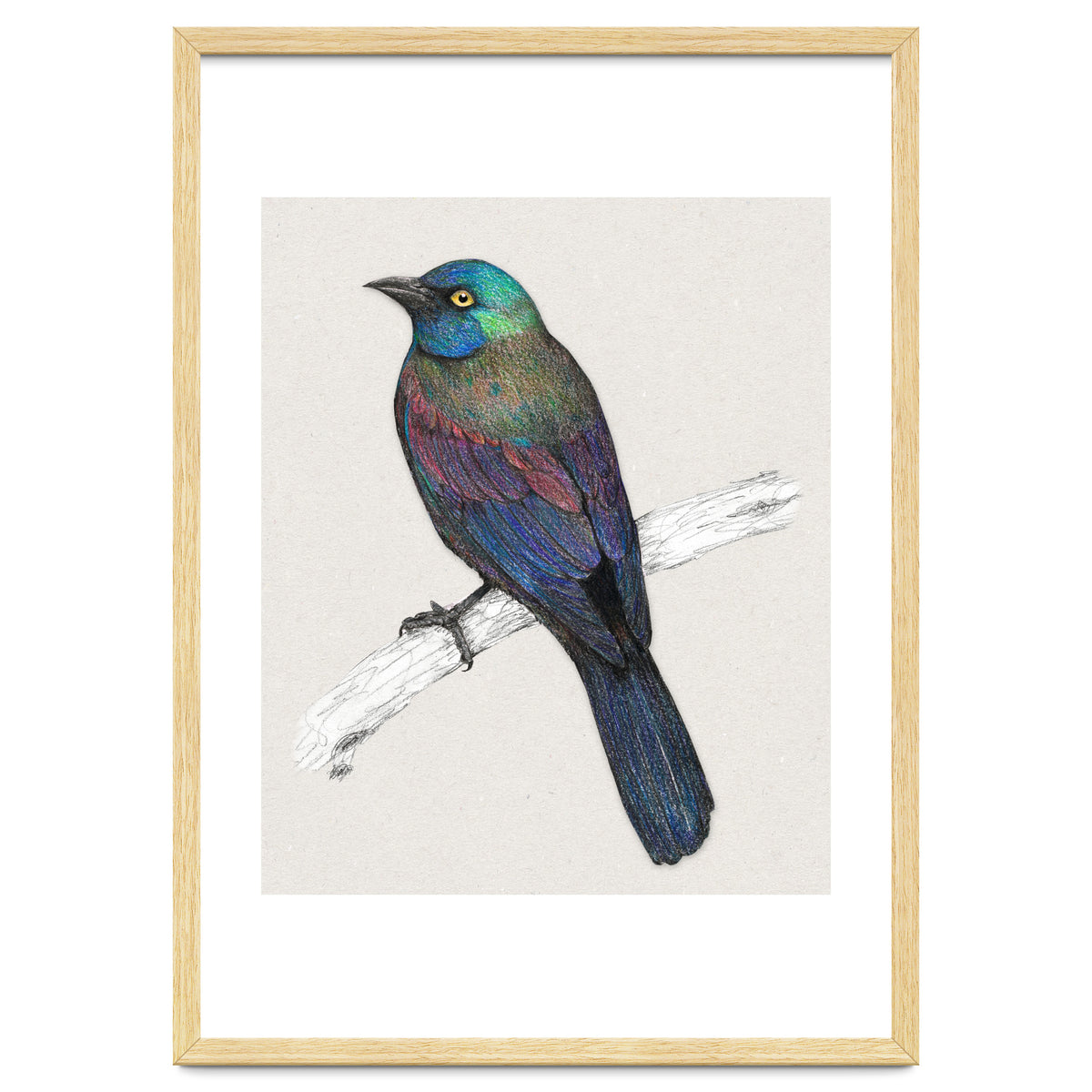 Common Grackle