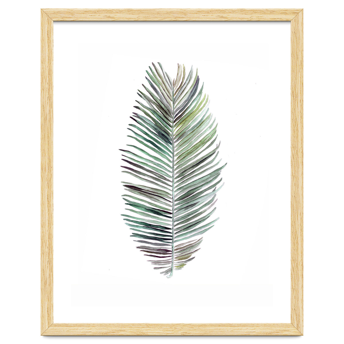 Botanical Illustration Cocos Palm