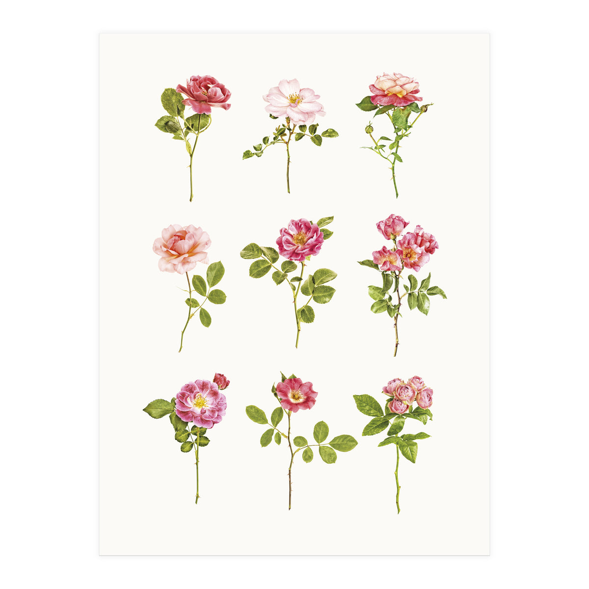 Cc Roses 07 (Print Only)