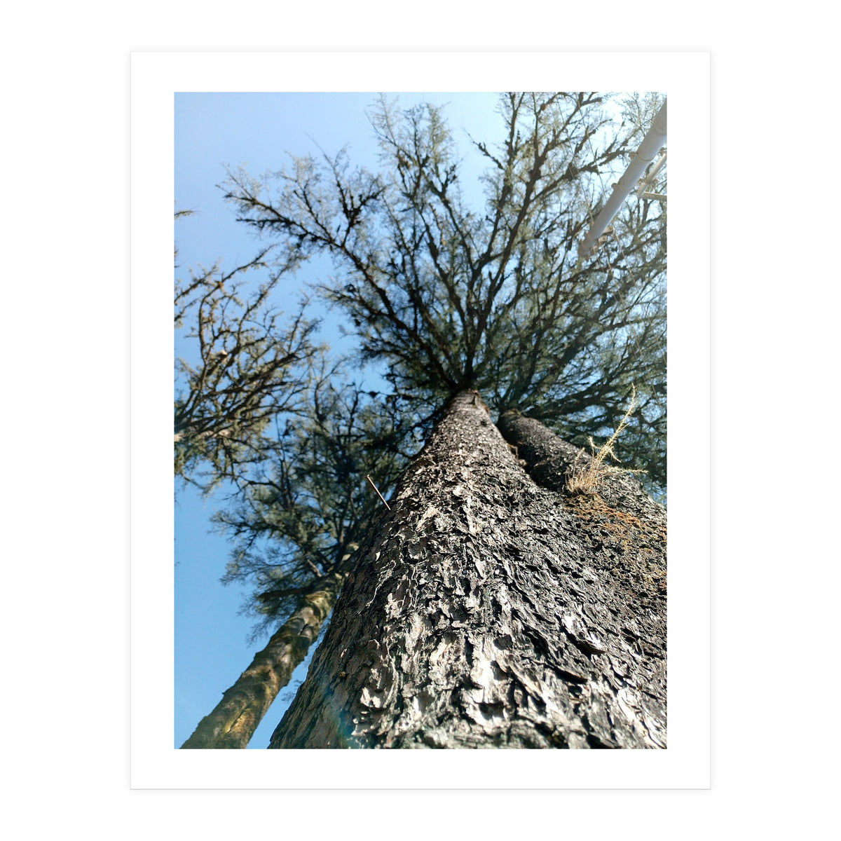 Ataraxia - Tree Series 1 (Print Only)
