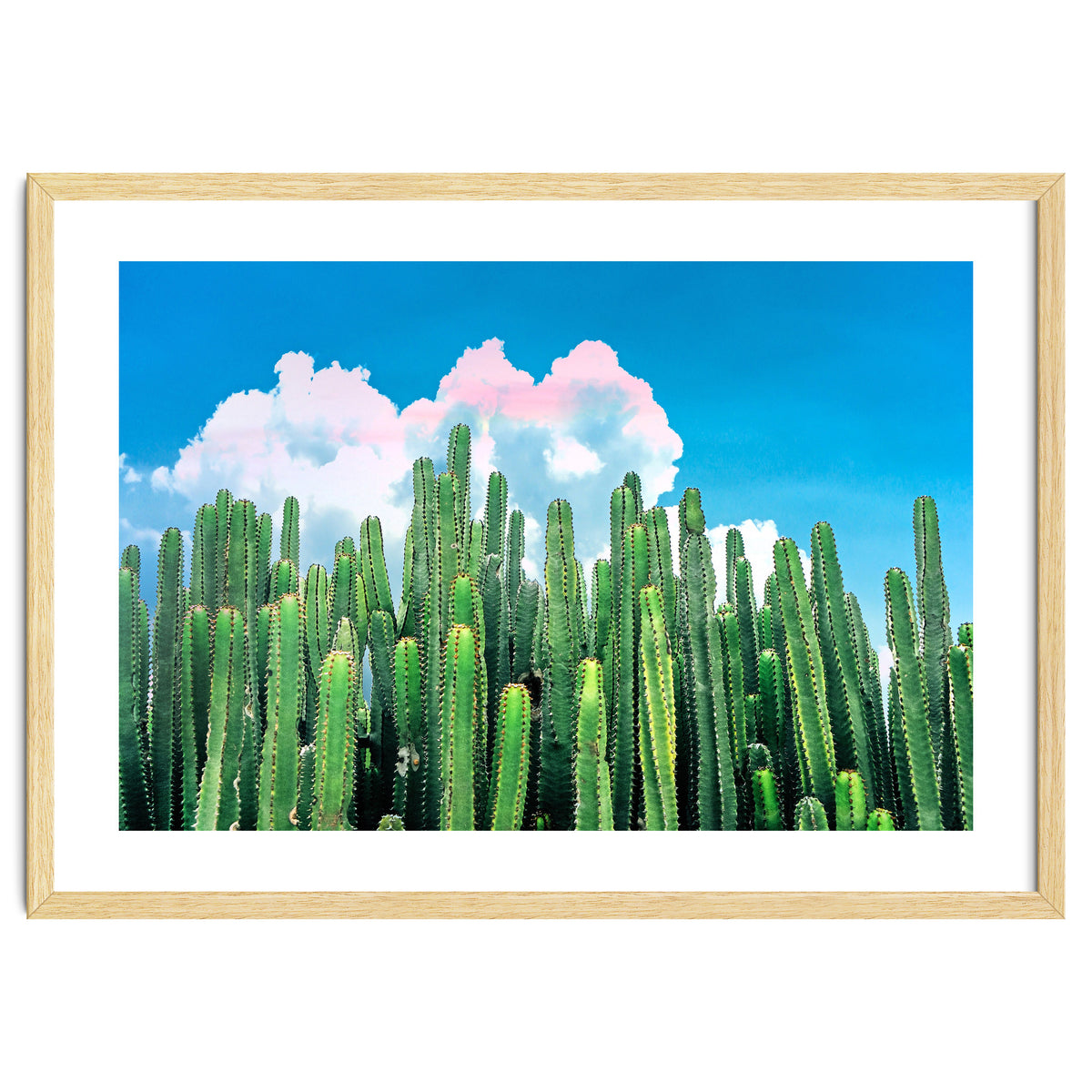 Cactus Summer