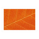 Autumn Leaf (Print Only) thumbnail