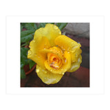 Yellow Rose with Dew Drops (Print Only) thumbnail