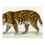Jaguar (Panthera Onca) illustrated  (Print Only) thumbnail