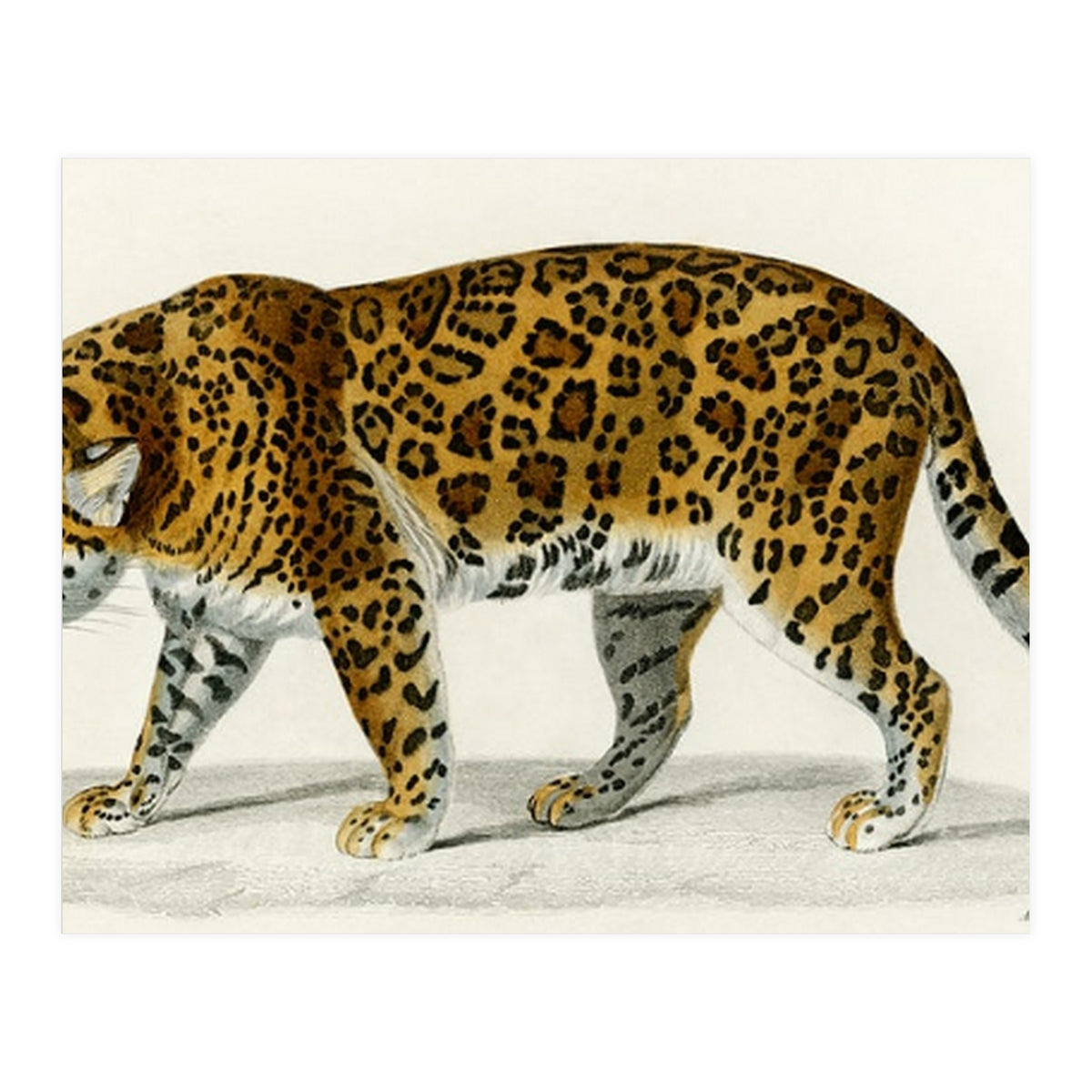 Jaguar (Panthera Onca) illustrated  (Print Only)