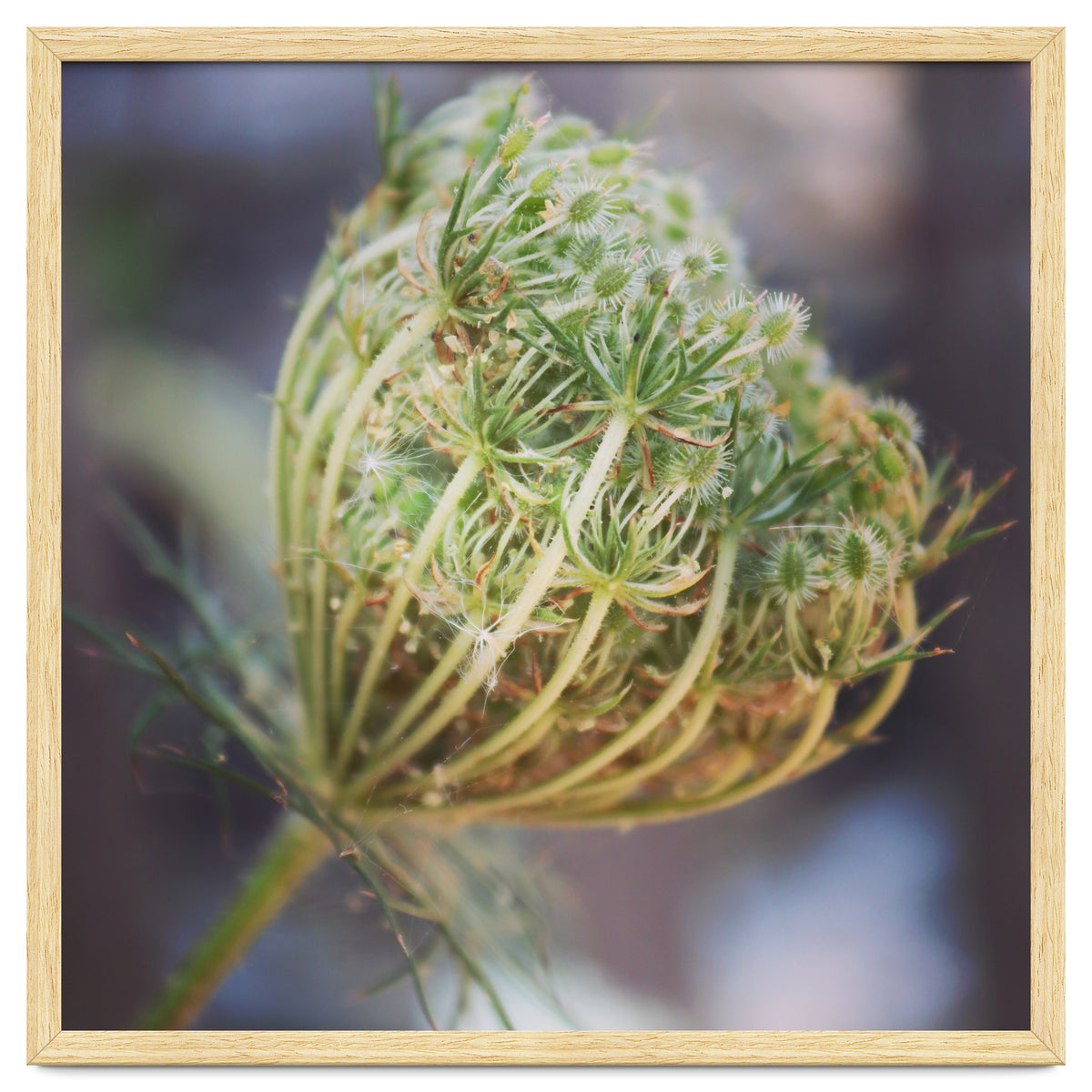 Seed head