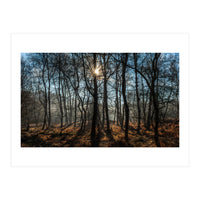 A Special Morning in Heath Warren Woods - Hampshire (Print Only)