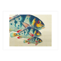 Fish Classic Designs 3 (Print Only)