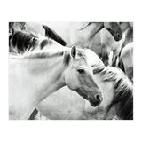 Horses (Print Only) thumbnail