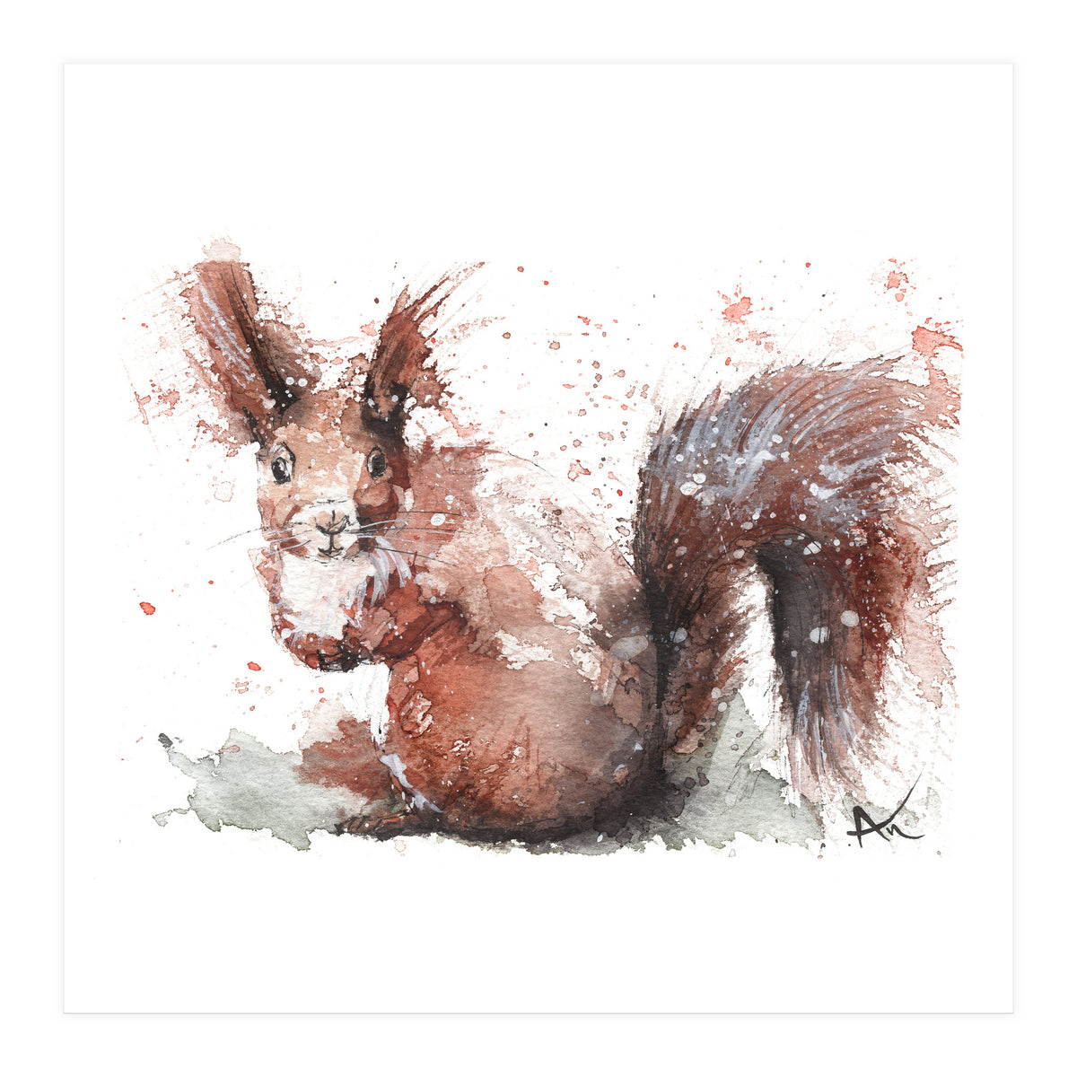 Squirrel - Wildlife Collection (Print Only)