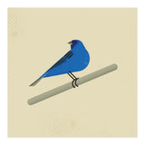Indigo Bunting  (Print Only) thumbnail