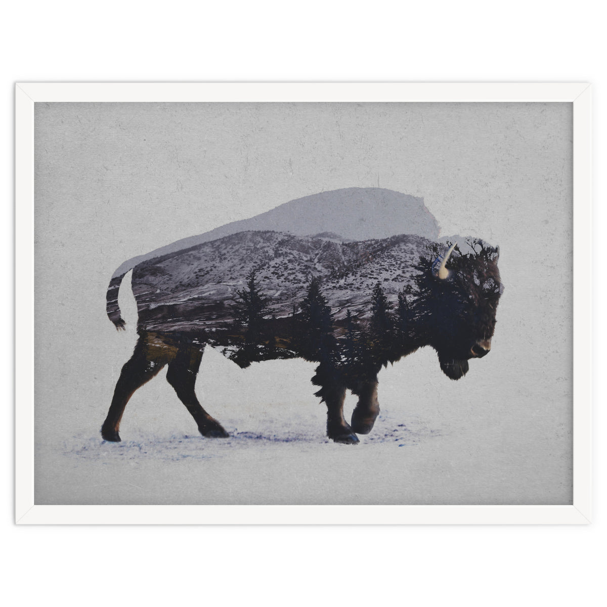 The American Bison