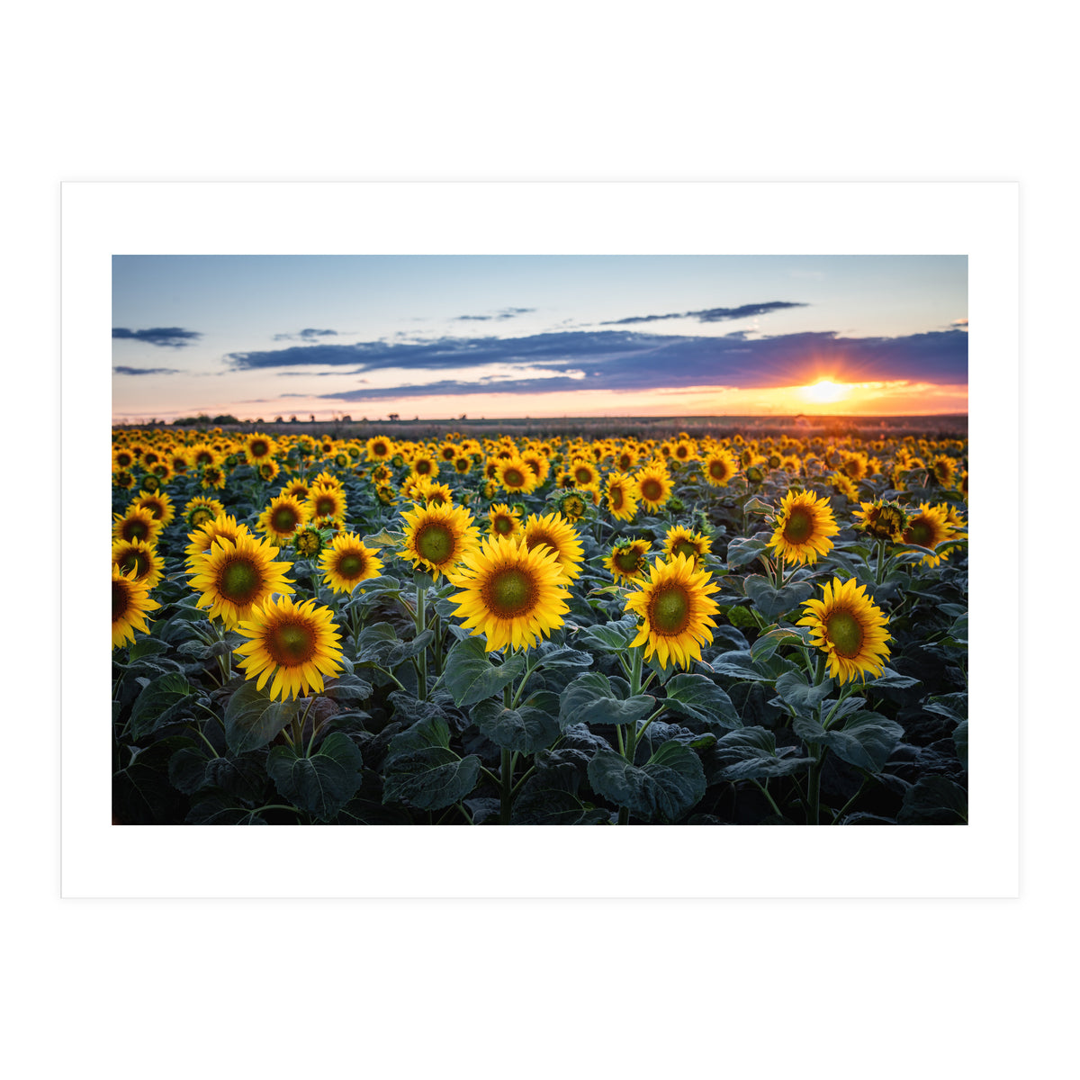 Sunflowersfield (Print Only)