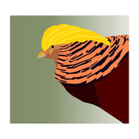 Golden Pheasant Bird Art (Print Only)