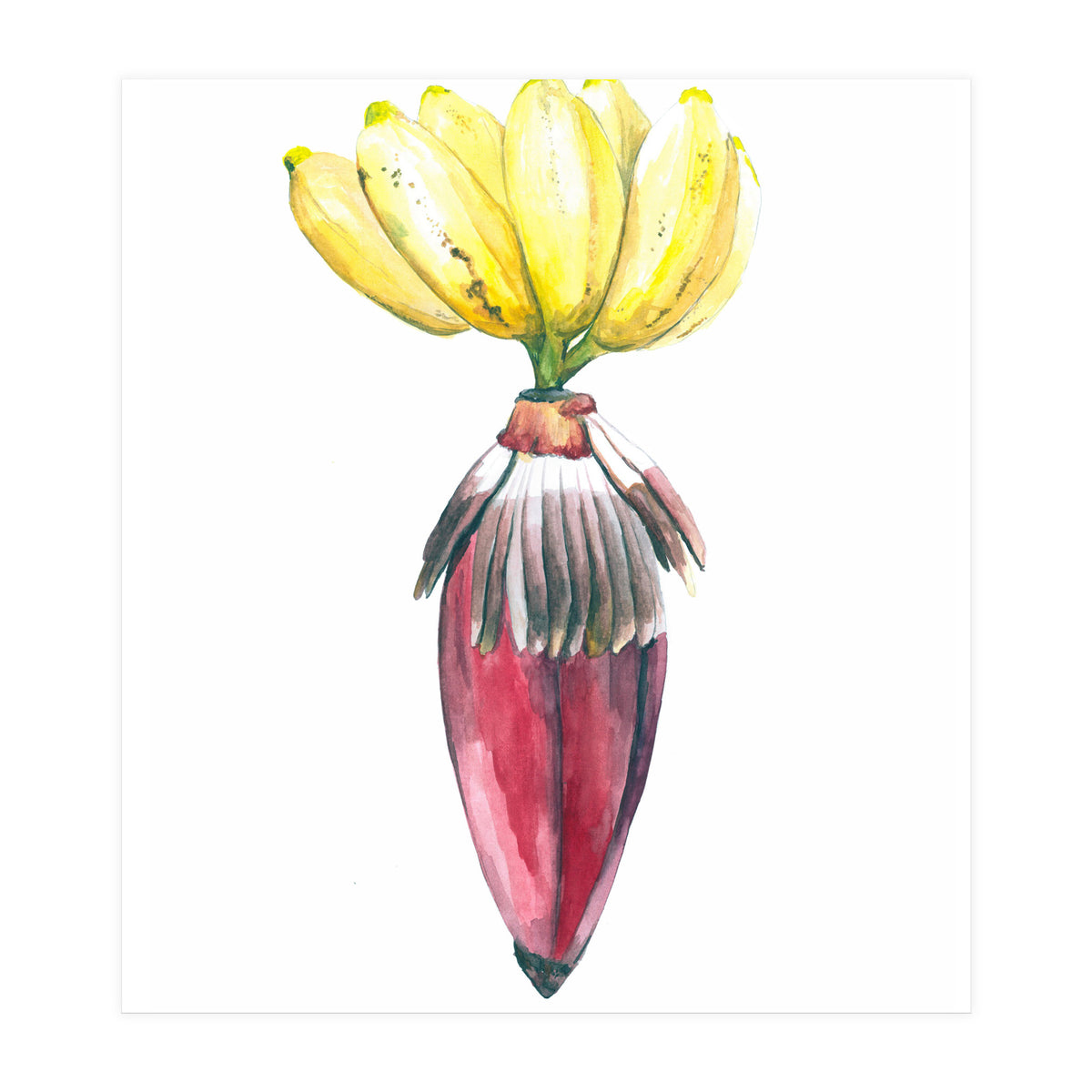 Botanical Illustration Banana (Print Only)