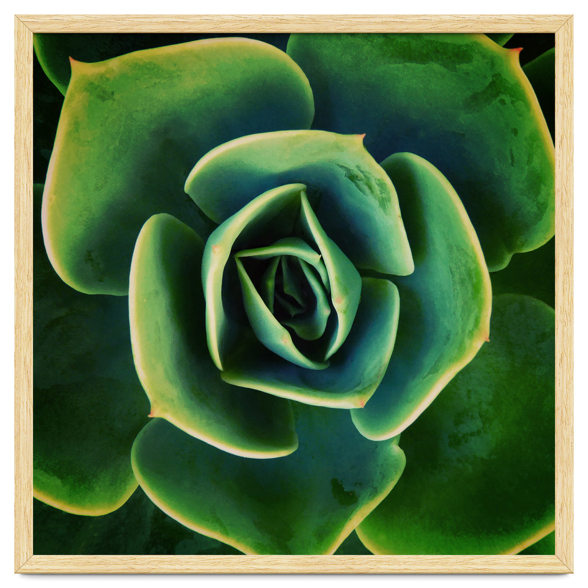 DARKSIDE OF SUCCULENTS XIII