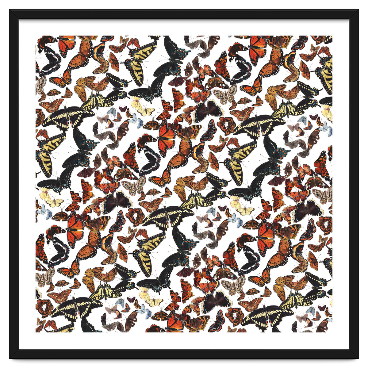 Maine Butterflies Pattern